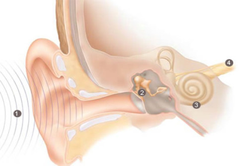 Servicio de audiología